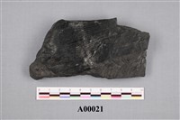 藏品(蘆木)的圖片